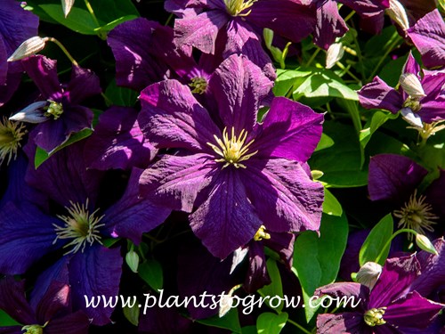 Clematis Jackmanii Superba has larger and a richer purple color to the flowers.